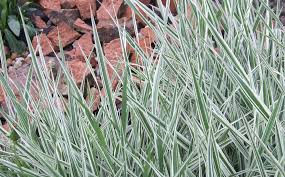 Boulder blue blue fescue (festuca glauca) is one of the bluest ornamental grasses on the market! Your Guide To Ornamental Grasses Alsip Home Nursery