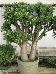 Jade Planta Y Flor Caracteristicas Cuidados Cultivo Y Riego En 2020 Jardin De Bonsais Plantas De Jade Plantas Jardin