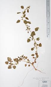 Image result for Dysphania carinata