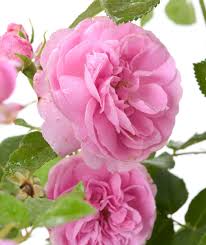 Please see full descriptions and larger photos on the link: Strauchrose Louise Odier Rosa Louise Odier Gunstig Online Kaufen