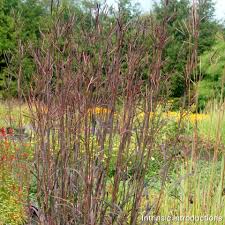 Image result for Andropogon