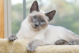 When selecting a siamese kitten, bear in mind that breeders usually make kittens available between twelve and sixteen weeks of age. Blue Eyes Cattery