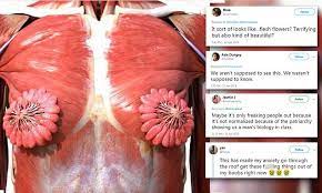 Maybe you would like to learn more about one of these? Image Shows What Female Chest Muscles And Milk Ducts Look Like Inside The Body Daily Mail Online