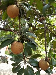 Image result for Manilkara mochisia