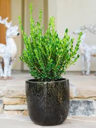 Here are some of the ways that winter gem can be labelled Winter Friendly Patio Plants Potted Plants Outdoor Winter Potted Plants Potted Plants Patio