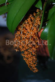 Image result for Aerangis stelligera