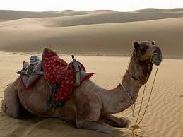 I saw some documentation saying camel route supports graceful shutdown but if i don't use thread.sleep() route. A Camel Ride And A Night Under The Stars In The Thar Desert India Family Earth Trek