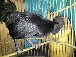 Ayam Cemani Jantan Kwalitas Super Siap In The Hoi Ayam Cemani Jantan Kwalitas Super Dan Istimewa Siap In The Hoi Ayam Cemani I Pekarangan Hiasan Peternakan