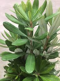 Image result for Boscia integrifolia
