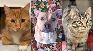See more ideas about cat adoption, adoption, kitten adoption. Check Out The Pets You Can Adopt Fee Free In Minneapolis On Friday Bring Me The News