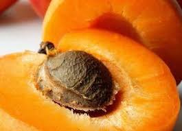 Faire Pousser Un Abricotier A Partir Du Noyau Abricotier Noyau Abricot Arbre Fruitier