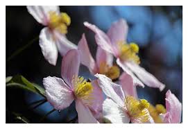 Image result for Clematis villosa