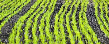 Die bayer aktie dax notiert und wird an der frankfurter börse gehandelt. Bayer Ag Aktie Wird Der Monsanto Glyphosat Vergleich Alle Probleme Losen
