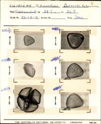 Image result for Phormiaceae