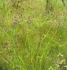 Image result for Digitaria appropinquata