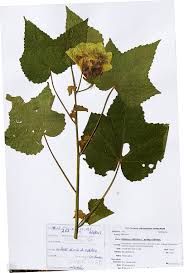 Image result for Hibiscus vitifolius