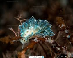 Image result for Selago coerulea