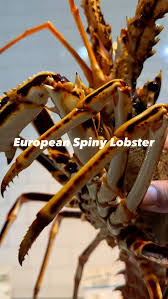 Image result for Palinurus elephas