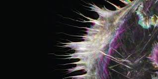 We did not find results for: Physical Forces In And Around The Cell The Scientist Magazine