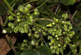 Image result for Lepistemon owariensis
