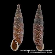 Image result for Alinula sp.