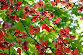 Image result for Fagopyrum snowdenii