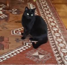 Dafür findet ihr hier die 5 häufigsten ursachen für unsauberkeit bei katzen, inklusive ganz einfacher tipps, was man dagegen tun kann, wenn es bei euch zuhause heißt: Lilly Kotet Die Wohnung Voll Katzen Verhaltens Beratung