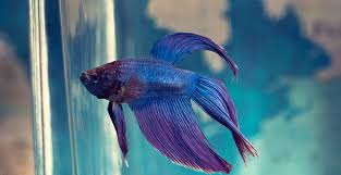 Ikan cupang atau ikan betta ini merupakan salah satu jenis ikan hias air tawar yang sangat terkenal. Daun Ketapang Untuk Budidaya Ikan Cupang Tokopedia Blog