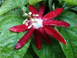 Image result for Passiflora