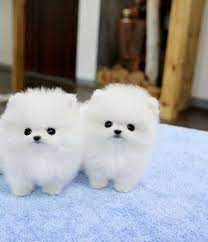Pomeranian Puppies Google Search Pomeranian Puppy Teacup Pomeranian Puppy Pomeranian Puppy For Sale