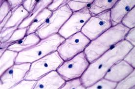 A plant cell contains a large vacuole that occupied most of the plant cells; Onion Epidermis With Large Cells Under Light Microscope Clear Epidermal Cells Of An Onion Allium Cepa In A Single Layer Each Cell With Wall Membrane Cytoplasm Nucleus And Large Vacuole Photo Stock