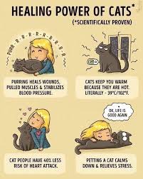 This frequency corresponds with the frequency that scientists use in vibrational therapies to promote so, theoretically, a cat's purr can help healing. La Imagen Puede Contener Posible Texto Que Dice Healing Power Of Cats Scientifically Proven Purr Purring Heals Wounds Pul Cats Cat Facts Grumpy Cat Humor