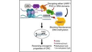 Even before anyone is throwing punches or kicks. Turning Silenced Cancer Genes Back Into Fighters Eurekalert Science News