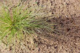 Image result for Aristida diminuta