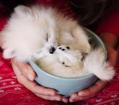 The biggest pets website in the usa to buy and sell pets online. Teacup Teddy Bear Dog For Sale