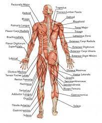 Research & reviews for your most important home health purchases. Anatomie Des Mannlichen Muskelsystems Hintere Und Vordere Ansicht Ganzkorper Didakisch Stock Human Body Organs Human Anatomy Chart Human Muscle Anatomy