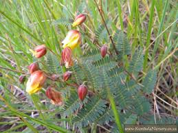 Image result for Chamaecrista plumosa