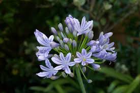 Image result for Agapanthus africanus