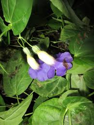 Image result for Thunbergia battiscombei