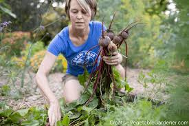 How to fertilize organic vegetable garden. Creative Vegetable Gardener How To Use Organic Garden Fertilizer For Better Plants Creative Vegetable Gardener