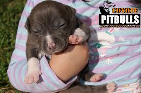 All of our dogs are kept inside of our house and are treated like family. Xl Bully Puppies For Sale Florida Bmo Show