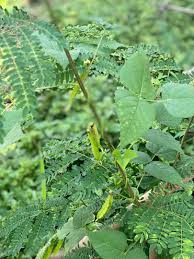 Image result for Psophocarpus lancifolius