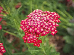 When choosing hummingbird flowers for your garden or landscape, look for blooms with rich, bright colors (red mulching helps keep the soil moist and also prevents frost heaving in colder climates (north of zone 6). 15 Perennials That Grow In Zone 6 Garden Lovers Club