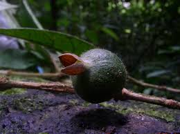 Image result for Sericanthe