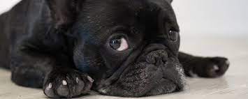 Here @poeticfrenchies the french bulldog obsession is real! French Bulldogs For Sale In West Palm Beach Boca Raton