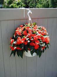 We did not find results for: Amazon Com Vinyl Fence Plant Accessory Rail Hanger White 6 5 Extension Plant Hooks Garden Outdoor