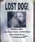 Image result for lost dog signs