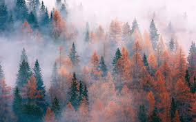 Download and use 30,000+ aesthetic wallpaper stock photos for free. Forest Aesthetic Tumblr Wallpapers Top Free Forest Aesthetic Tumblr Backgrounds Wallpaperaccess