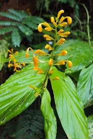 Image result for Globba