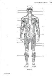 Printable Anatomy Labeling Worksheets 50 Free Human Body Printables My Joy Filled Life Worksheet For S In 2020 Muscular System Labeled Muscle Diagram Muscular System